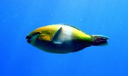 parrot fish, Red Sea by Gordana Zdjelar 